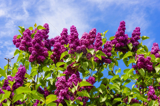 美丽的花朵在春天园里图片