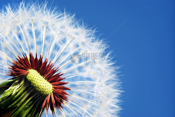 花生的宏自然构成图片