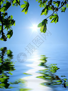 太阳叶子和水反射设计的要素图片