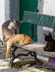 猫在睡觉图片