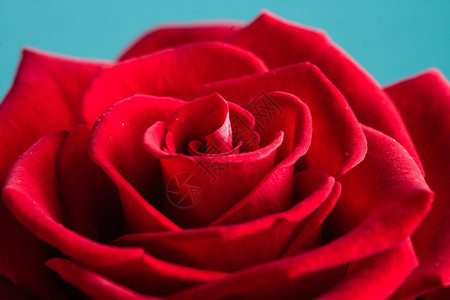 盛开的红玫瑰花作为爱情的象征图片