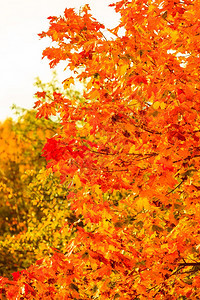 自然环境中的明秋叶树黄橙自然背景图片