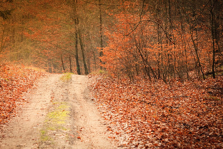 秋季森林红橙叶的乡村公路波兰的桑尼秋天图片