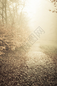 在雾的一天穿过迷秋公园的风景美秋天的树和叶图片