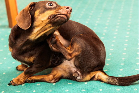 在家的动物Dachshundchihuahua和shihtzu混合狗坐在绿色地毯上室内抓伤图片