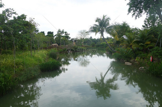 在新加坡湾边的花园中小河种植椰子棕榈树在小河边种植椰子棕榈树图片