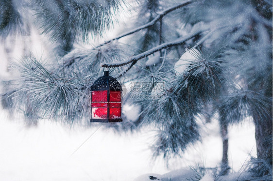 雪树上的红灯笼图片