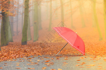 秋天概念健康的活跃生方式秋天的红伞落叶背景酸雾日阳光图片