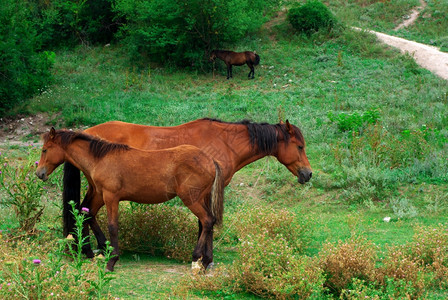 两匹马平静的场景自然构成图片