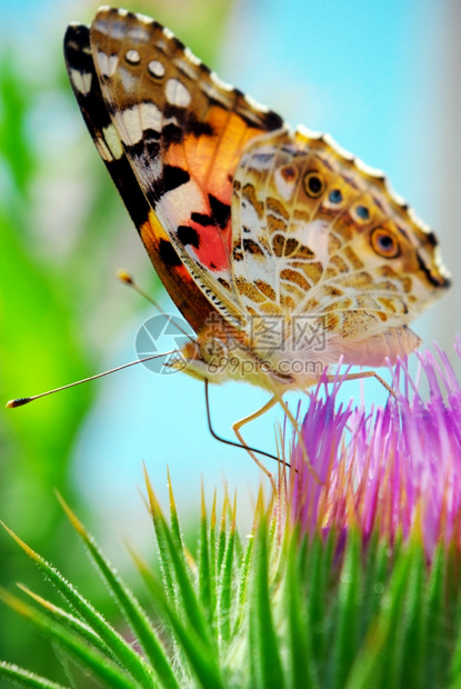 多色飞蛾和花朵季节特制图片