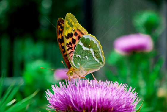 蝴蝶和花朵设计的要素图片
