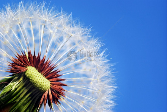 花生的宏自然构成图片