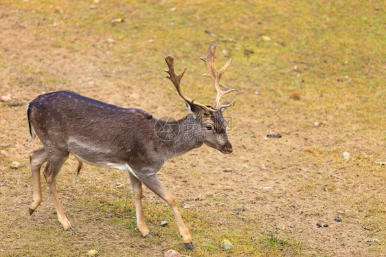 秋天的年轻雄鹿红坠落森林自然栖息地中的动物自然美图片