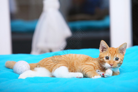 家里的动物红可爱小猫宠躺在床上玩球绿宝石毯子图片