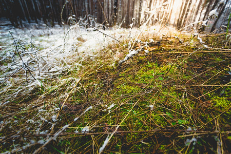 绿草在森林积雪中生长的宏观照片图片