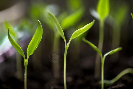 在土壤中生长的新鲜绿芽宏观镜头图片