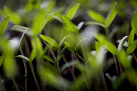 地上生长的新鲜绿芽模糊照片图片