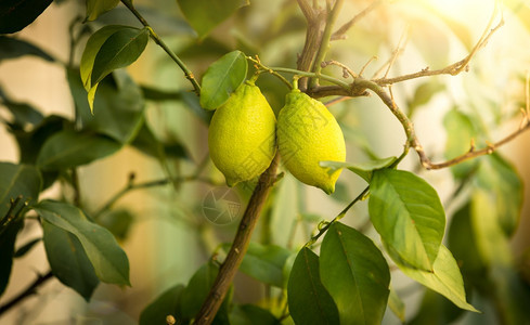 在阳光明媚的白天在树上生长的成熟柠檬近镜头图片