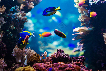 拥有珊瑚和热带鱼类的美丽水下世界高清图片