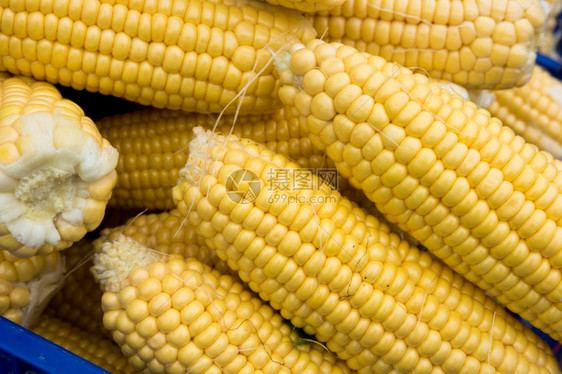 新鲜玉米黄背景图片