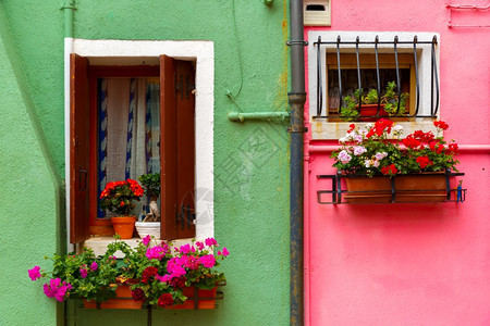 在意大利威尼斯著名的布拉诺岛粉和绿墙房屋上装有百叶窗和鲜花的玻璃图片