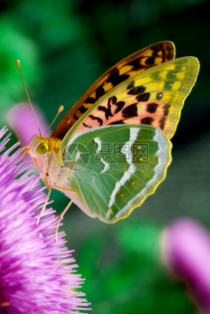 花上的美蝴蝶大自然的构成图片