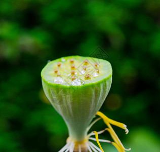 莲花和植物图片