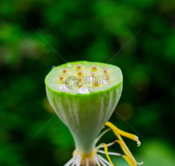 莲花和植物图片