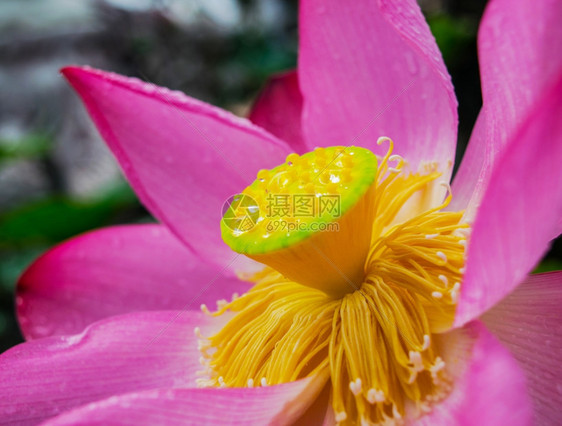 莲花和植物图片