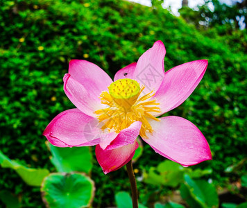 莲花和植物图片