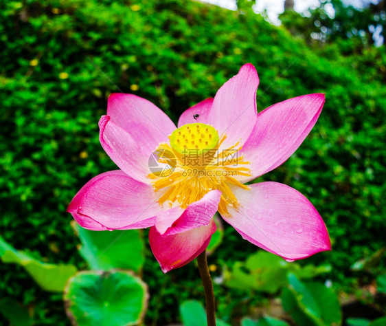 莲花和植物图片