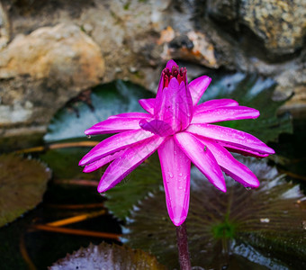 花园上的朵图片