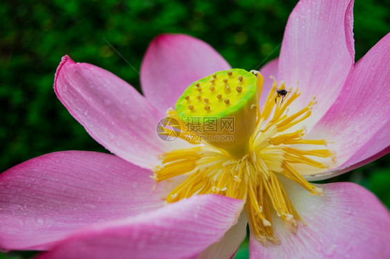 莲花和植物图片