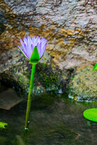 花园上的朵图片