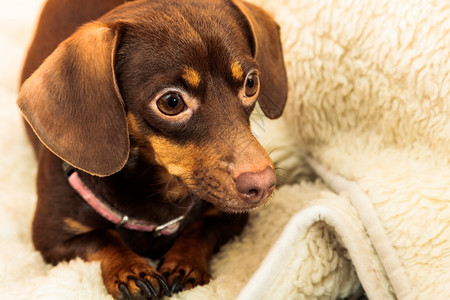 在家养动物DachshundChihuahua和shihtzu混合狗在室内羊毛毯上床放松图片