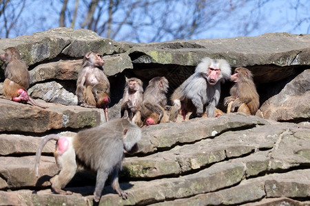 猴子家庭Hamadryasbaboon图片