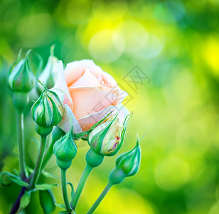 美丽的紧玫瑰在花园里图片