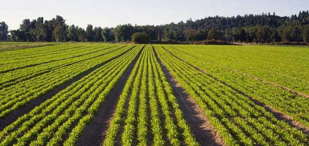 华盛顿州产草药农场种植物供食用背景图片