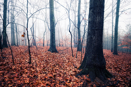 森林秋雾的一天图片