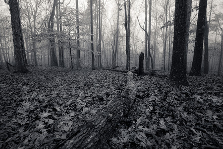 单色图像秋季雾林图片