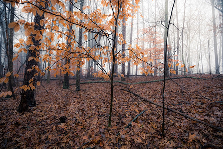 森林中雾的一天图片