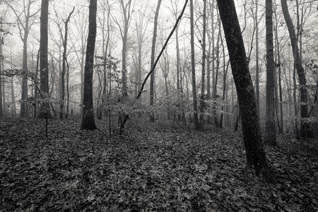 单色图像秋季雾林图片