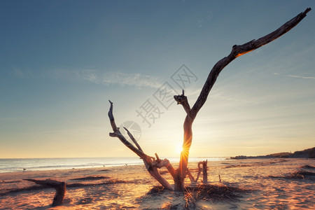 美国南卡罗来纳州詹姆斯岛Folly海滩日出图片