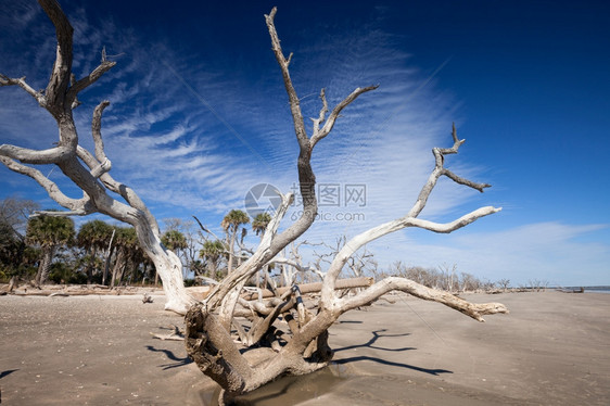 美国南卡罗来纳州埃迪斯托岛伊植物湾海滩图片