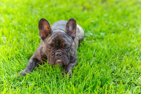 养狗的小可爱家在法国牛犬中滋生愤怒并露出他躺在草地上的牙齿图片
