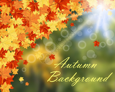 秋天的树叶图案背景图片