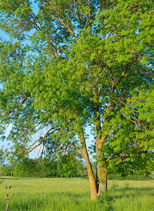 绿田树夏季背景图片