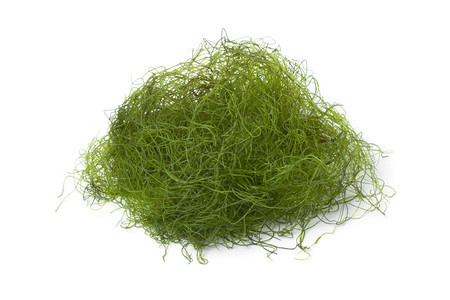 新鲜的丝状绿藻类图片
