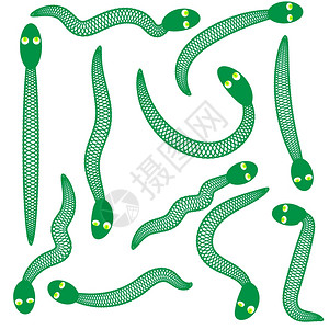 白色背景孤立的一组绿蛇图片