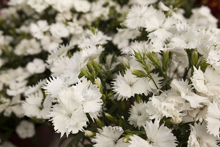 一个小花市上的白康乃馨花朵图片